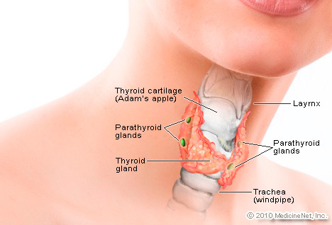 اعراض و علاج إختلال هرمونات الغده الدرقيه Detail_thyroid2