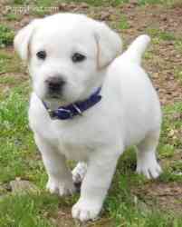 Im yours (niall horan y tu) Regalo-blanco-cachorro-macho-labrador-para-una-familia_a9340bc3b_2