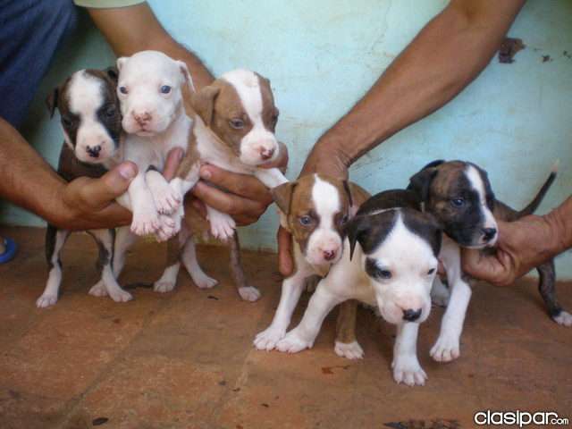 Postea imagen de algo deseado.... - Página 8 Vendo-hermosos-cachorros-pit-bull-patas-cortas_b611b2b677_3