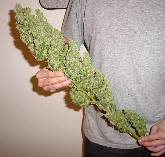 Happy 420 Day! Huge-Bud-marijuana-300257_700_664