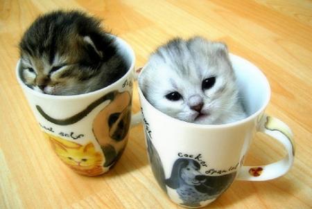 kitouski~ Kittens-In-some-cups-animal-humor-45323_450_302