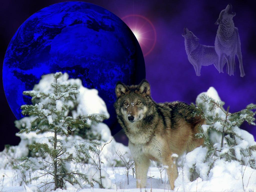 Wolf Winter-Wolf-wolves-175865_1024_768