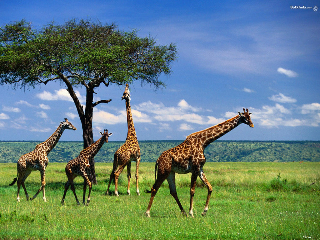 معلومات عن الزرافة Giraffe-the-animal-kingdom-250716_1024_768