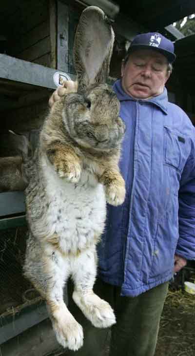 Pic War of The Eternal! - Page 2 Largest-rabbit-alive-unbelievable-548115_400_729