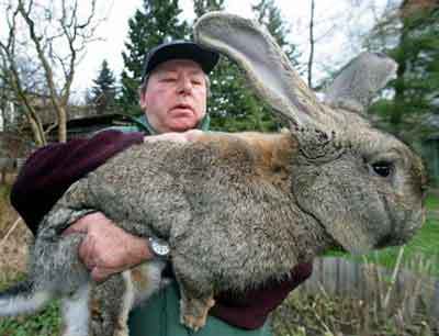     Largest-rabbit-alive-unbelievable-548116_400_306