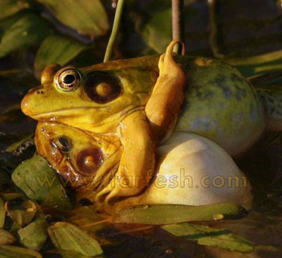 عشاق اخر زمن ؟؟!! Frogs-Love1