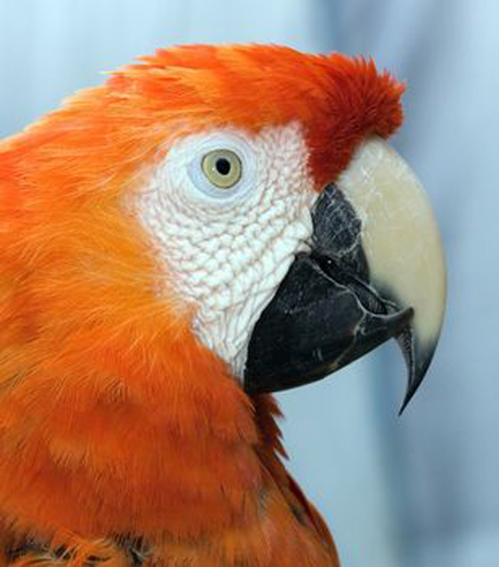 اجمل صور للبغبغاوات Parrot3