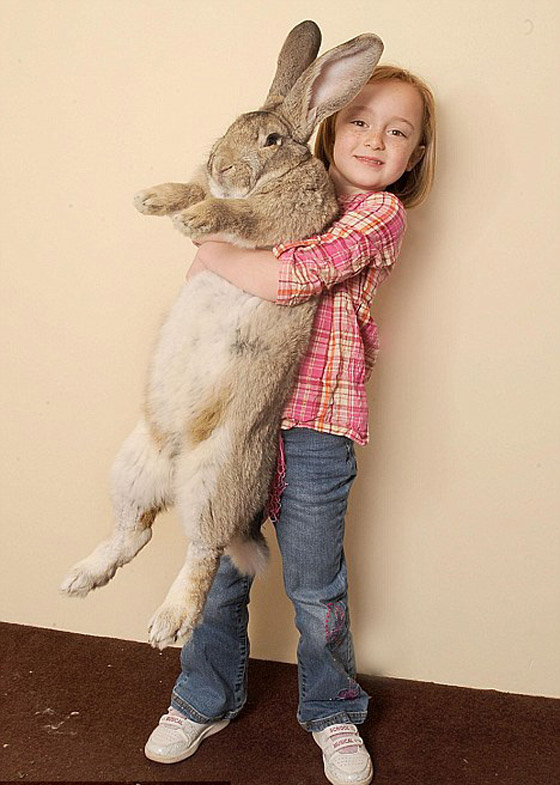 أكبر أرنب في العالم Rabbit2