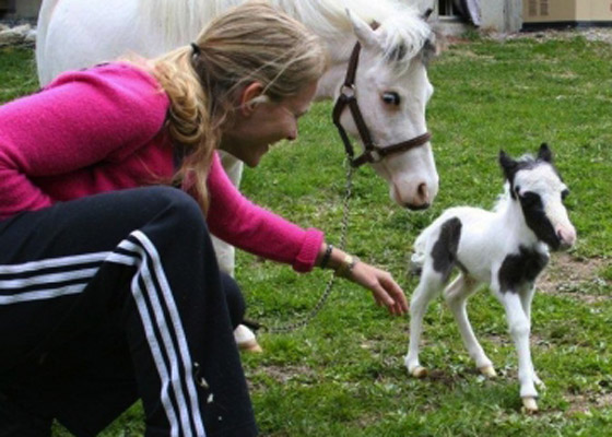 بالصور .. أصغر حصان بالعالم!! Horse1