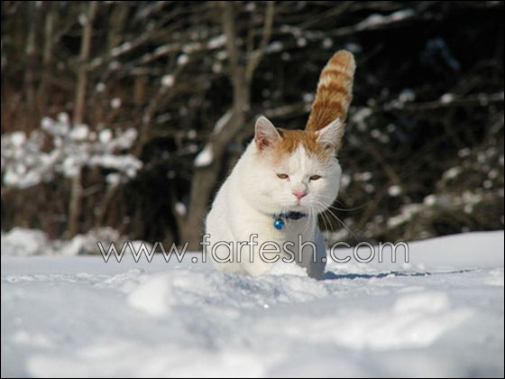 اكسل قطة بالعالم   Laziest_cat_in_the_world_10