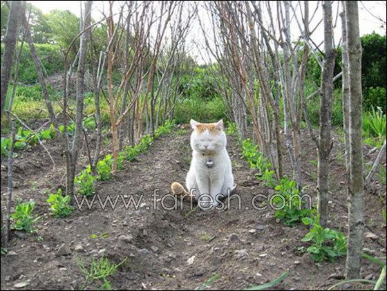 اكسل قطة بالعالم   Laziest_cat_in_the_world_22