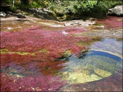 نهر "كانو كريستال" من أجمل أنهار العالم ذي 5 ألوان تسعد الروح River_1