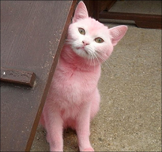 قطة بريطانية تثير الرعب بقلوب السكان  Cat1
