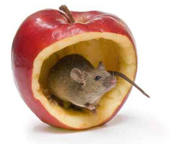 قشر التفاح يحتوي على حامض مفيد يخفض الوزن! Feran