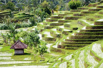 جمهوريه اندونيسيا Indonesien_30