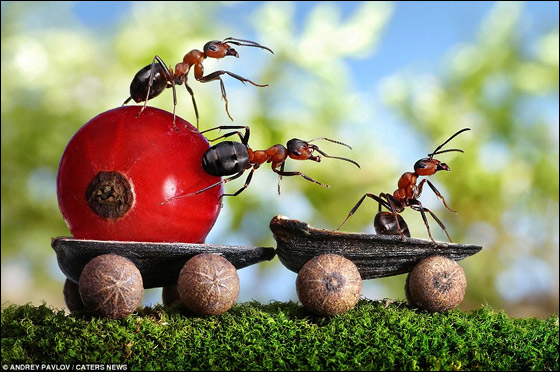 صور اسطورية للنمل Ants_01