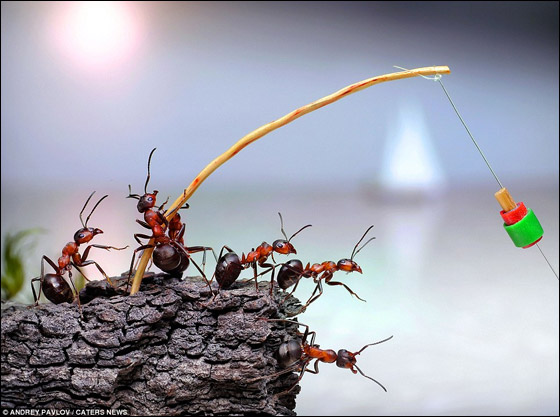 صور اسطورية للنمل Ants_05
