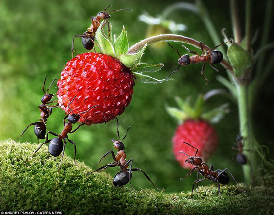 صور اسطورية للنمل Ants_06