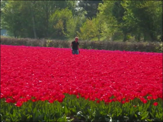 صور تاخد العقل  - صفحة 11 Flowers_tulip_1