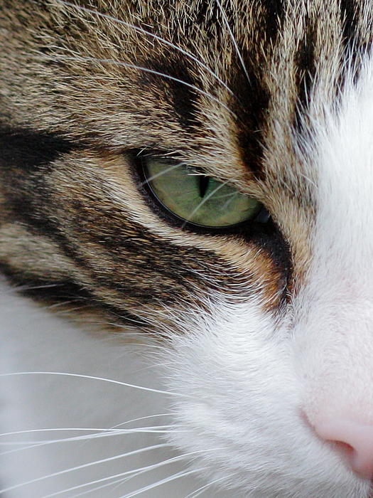 The Red Jacket [setjes] - Pagina 17 Brown-white-tabby-cat-face-close-up-lynne-dymond