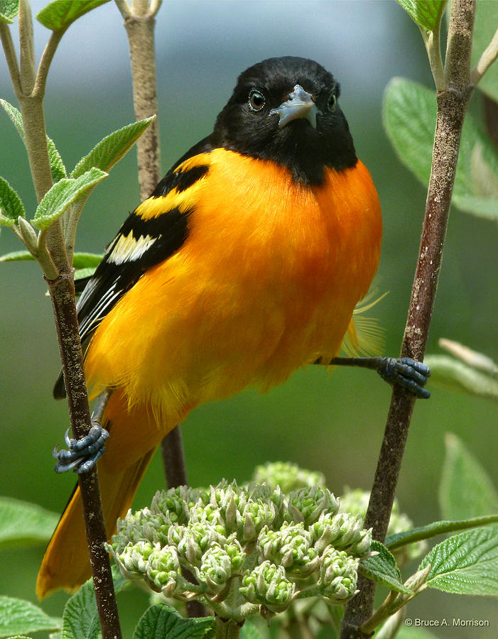 l'oiseau de Martin du 10 Août trouvé par Martine Baltimore-oriole-bruce-morrison