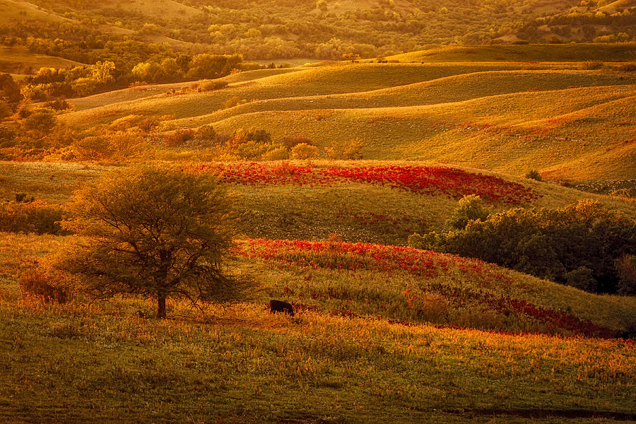 The Annual Burning of the Tall Blue Stem Grasses of KS Fall-in-the-flint-hills-scott-bean