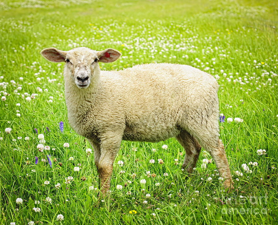 Photos amateurs de moutons Sheep-in-summer-meadow-elena-elisseeva