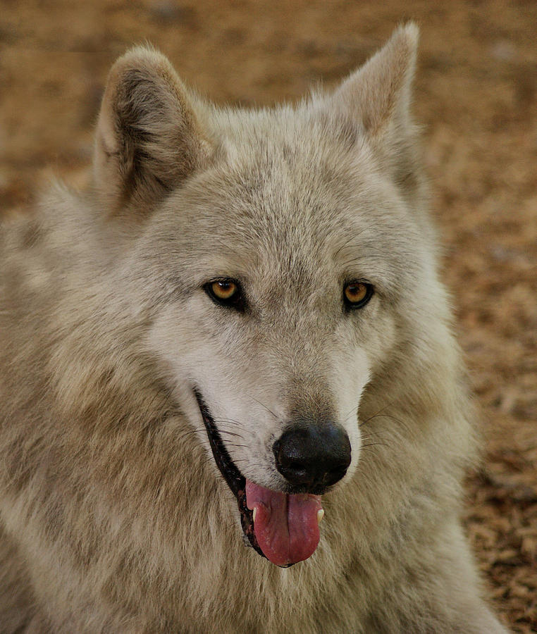 Nikita the Alpha -wolf-sandy-keeton