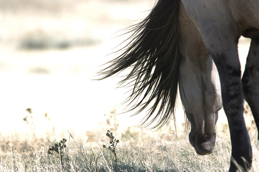 Quelles robes pour ces 2 chevaux 1-sundowner-lourie-zipf