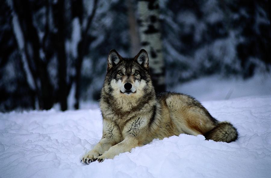 Summer Meadows - Page 6 A-captive-grey-wolf-canis-lupus-joel-sartore