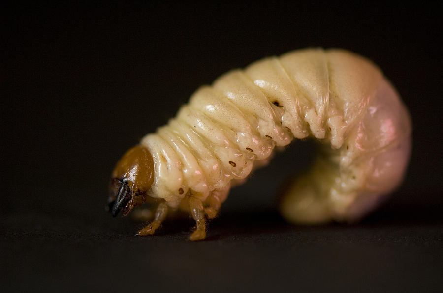 Giant Tree Grub A-close-up-of-a-grub-worm-joel-sartore