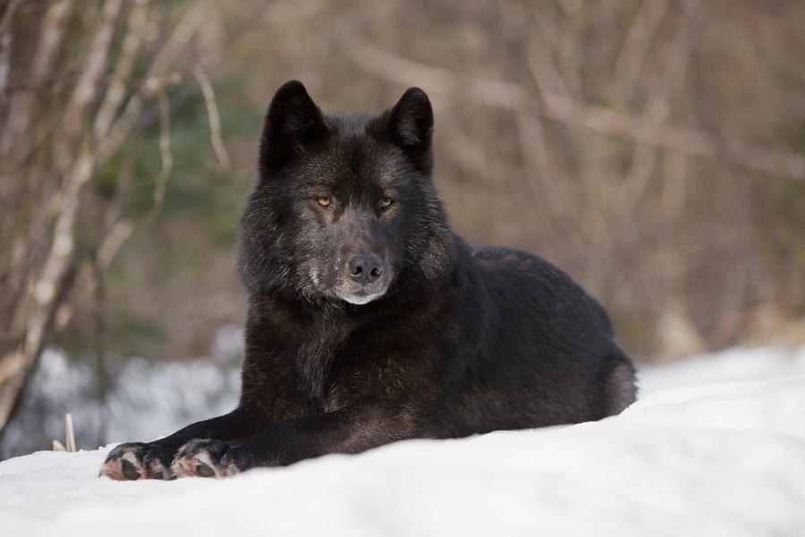 Entrepot de Child (commandes) Ouverte - Page 3 Black-wolf-john-hyde