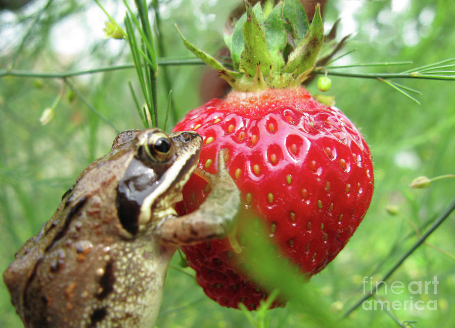 Mis malditas ranas... - Página 2 Frogs-love-strawberries-too-ausra-paulauskaite