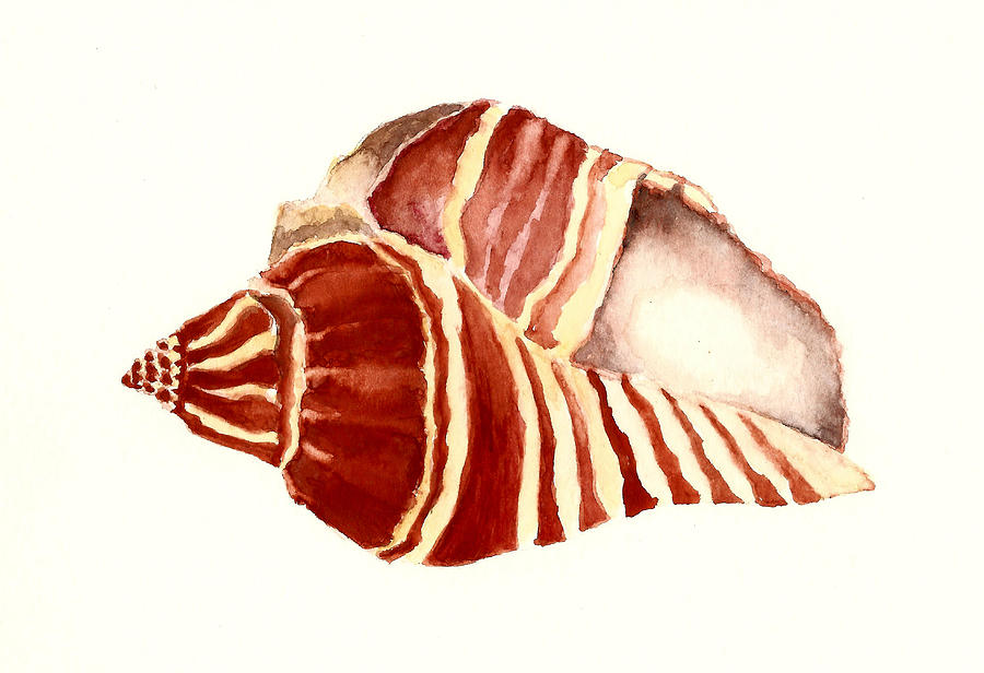 Reino de Rainboll! - Página 35 Red-sea-shell-michael-vigliotti