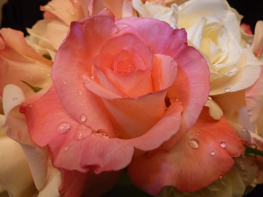 لعبة أهدى وردة للى تحبه  - صفحة 2 Romantic-roses-and-raindrops-cindy-wright