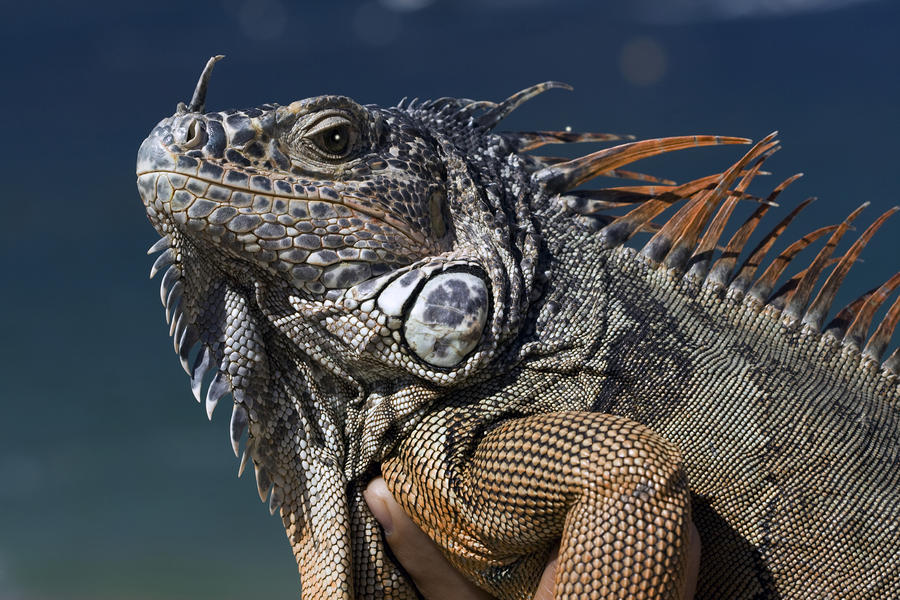 Listas Iguana Night The-night-of-the-iguana-carl-purcell