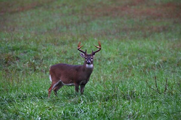 White tail deer pick and play Mature-whitetail-buck-james-jones