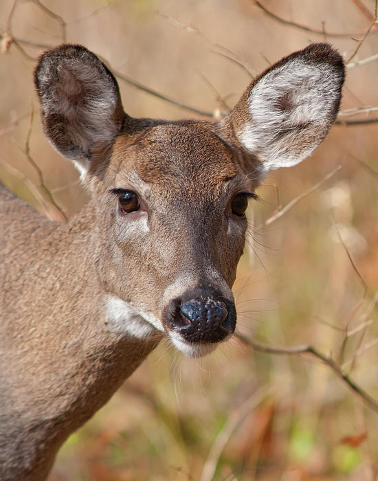 White tail deer pick and play Whitetail-doe-ron-mcginnis