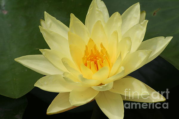 عبر عن نفسك بوردة.... Yellow-lotus-flower-eric-irion