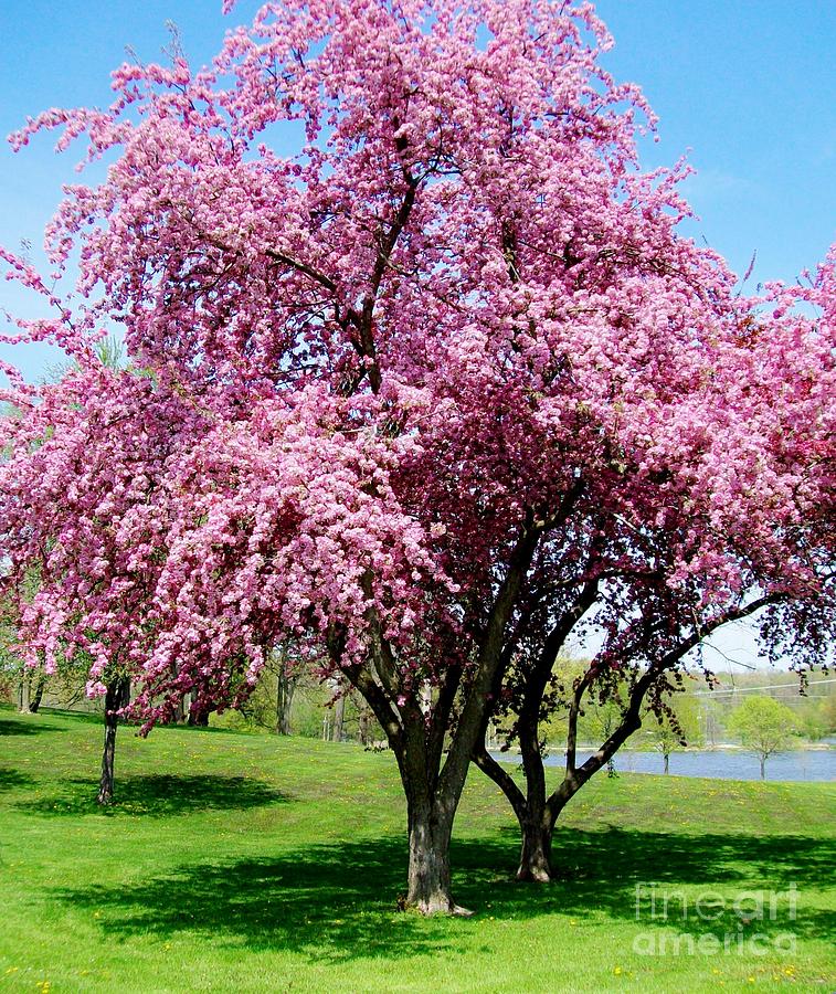  Image search game!  - Page 6 Pink-blossom-tree-marsha-heiken