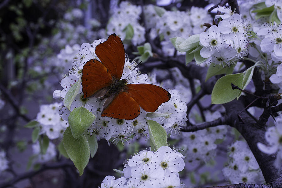 ===Mariposas=== - Página 14 Red-butterfly-on-cherry-blossoms-garry-gay