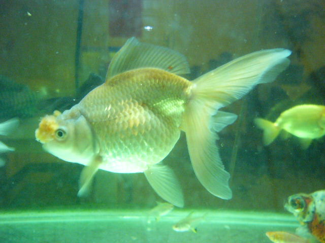 Lion head goldfish question Pom2