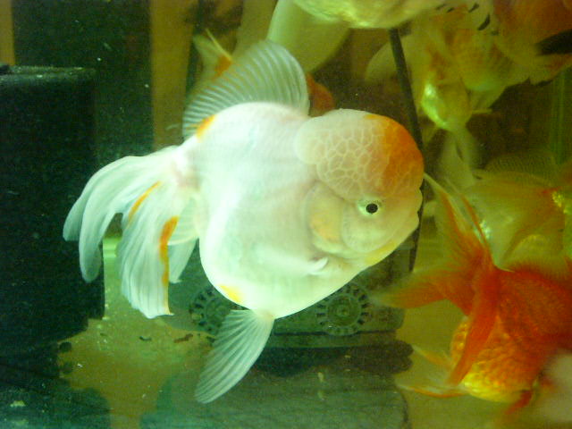 Lion head goldfish question Oranda_001