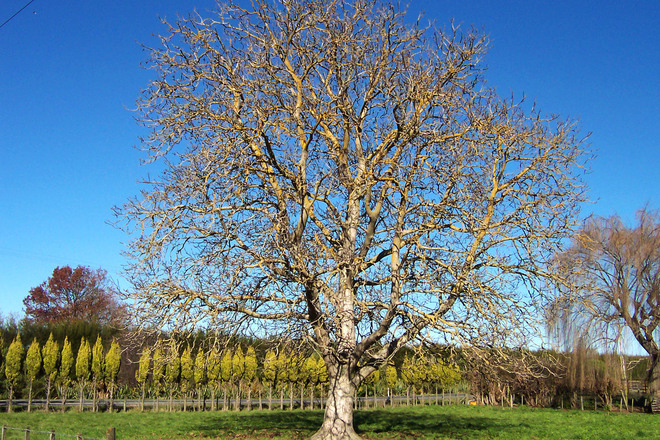 Invitación a compartir imágenes en este lugar Walnut-tree-1515515