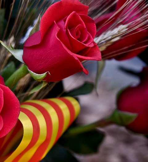 FELIZ DÍA DE SANT JORDI!!!!!!!!!!! - Página 3 Rosa-sant-jordi