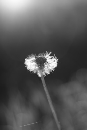 ابيض واسود - صفحة 75 Flower-the-dandelion-the-black-and-white-218969