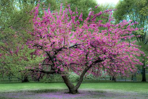 Godišnja doba 2011-03-20-CentralParkCherryTree