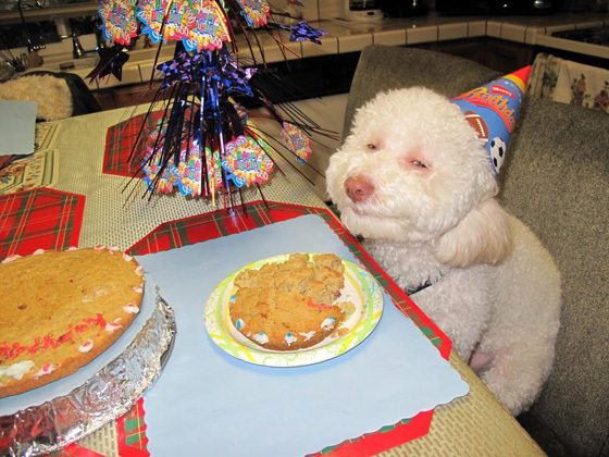 Post pics that make you lol - Page 29 DOG-BIRTHDAY