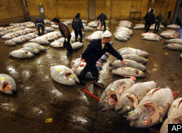 Using and Abusing to Extinction S-FROZEN-TUNA-large