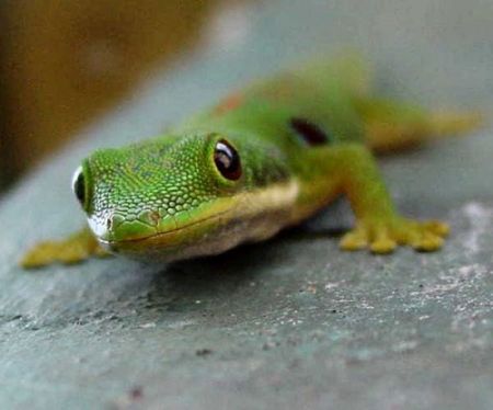 Catalogue Et Horaires De L'Animalerie " Les Copains De Niji" Gecko